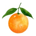 Fresh, ripe orange with leaves