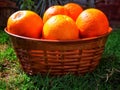 Fresh ripe oranges in a basket Royalty Free Stock Photo