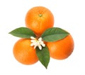 Fresh ripe oranges with green leaves and flower on white background, top view Royalty Free Stock Photo