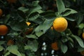 Fresh ripe oranges growing on green tree Royalty Free Stock Photo