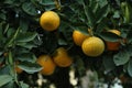 Fresh ripe oranges growing on green tree outdoors Royalty Free Stock Photo