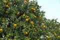 Fresh ripe oranges growing on tree outdoors Royalty Free Stock Photo