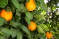 Fresh ripe oranges growing on tree outdoors Royalty Free Stock Photo