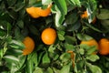 Fresh ripe oranges growing on tree outdoors Royalty Free Stock Photo