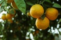 Fresh ripe oranges growing on tree outdoors, closeup. Space for text Royalty Free Stock Photo