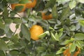 Fresh ripe oranges growing on tree outdoors Royalty Free Stock Photo