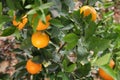 Fresh ripe oranges growing on tree outdoors Royalty Free Stock Photo