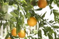 Fresh ripe oranges growing on tree outdoors Royalty Free Stock Photo