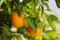 Fresh ripe oranges growing on tree on sunny day, closeup Royalty Free Stock Photo