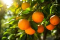 Fresh ripe oranges hanging on trees in orange garden