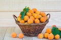 Fresh ripe organic apricots in a wicker basket on a wooden table Royalty Free Stock Photo