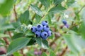Blueberries growing in a garden. Royalty Free Stock Photo