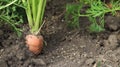 Fresh ripe organic carrots in the garden. Large and ripe vegetables in the ground. Carrot vegetable grows in the garden in an Royalty Free Stock Photo