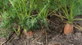 Fresh ripe organic carrots in the garden. Large and ripe vegetables in the ground. Carrot vegetable grows in the garden in an Royalty Free Stock Photo