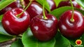 Fresh ripe organic cherries growing on tree in greenhouse with copy space, healthy fruits concept Royalty Free Stock Photo