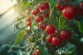 Fresh ripe organic cherry tomatoes growing in the greenhouse
