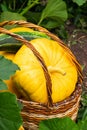 Fresh ripe organic pumpkins wicker basket on green grass outdoors. Autumn and summer harvest concept. Biofarm gardening.