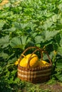 Fresh ripe organic pumpkins wicker basket on green grass outdoors. Autumn and summer harvest concept. Biofarm gardening.