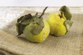 Fresh ripe organic quince with leaves on grey wooden table and rough linen Vinrage still life