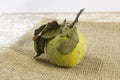 Fresh ripe organic quince with leaves on grey wooden table and rough linen Vinrage still life