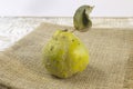 Fresh ripe organic quince with leaves on grey wooden table and rough linen Vinrage still life