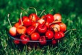 Fresh ripe organic Rainier Cherries in  bowl Royalty Free Stock Photo