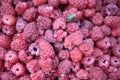 Fresh Ripe Organic Raspberries Background with Stink Bug