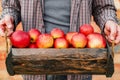 Fresh ripe organic red apples in a wooden box in male hands. Autumn harvest of red apples for food or apple juice on a brick wall Royalty Free Stock Photo