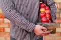 Fresh ripe organic red apples in a wooden box in male hands. Autumn harvest of red apples for food or apple juice on a brick wall Royalty Free Stock Photo