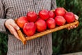 Fresh ripe organic red apples in a wooden box in male hands. Autumn harvest of red apples for food or apple juice on a garden Royalty Free Stock Photo