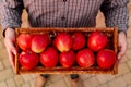 Fresh ripe organic red apples in a wooden box in male hands. Autumn harvest of red apples for food or apple juice on a garden Royalty Free Stock Photo