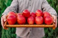 Fresh ripe organic red apples in a wooden box in male hands. Autumn harvest of red apples for food or apple juice on a garden Royalty Free Stock Photo