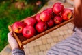 Fresh ripe organic red apples in a wooden box in male hands. Autumn harvest of red apples for food or apple juice on a garden Royalty Free Stock Photo