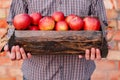 Fresh ripe organic red apples in a wooden box in male hands. Autumn harvest of red apples for food or apple juice on a brick wall Royalty Free Stock Photo