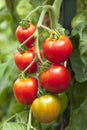 Fresh, ripe, organic, red cherry tomatoes growing on vine in vegetable garden