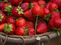 Fresh ripe organic strawberries in the basket.Strawberry harvest.Summer berries. Royalty Free Stock Photo