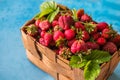Fresh ripe organic strawberries in old basket on pick your own berry plantation. Harvesting fresh strawberries in June Royalty Free Stock Photo