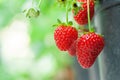 Fresh ripe organic strawberry on the branch, garden fruit isolated Royalty Free Stock Photo