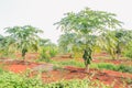 Fresh ripe papaya fruits in farm Royalty Free Stock Photo