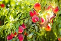 Fresh ripe peach on tree in summer orchard