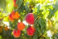 Fresh ripe peach on tree in summer orchard Royalty Free Stock Photo