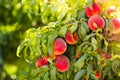 Fresh ripe peach on tree in summer orchard Royalty Free Stock Photo