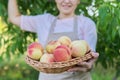 Fresh ripe peaches in basket in hands of woman, garden with peach trees Royalty Free Stock Photo