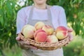 Fresh ripe peaches in basket in hands of woman, garden with peach trees Royalty Free Stock Photo