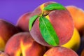 Fresh, ripe peaches with leaves close up Royalty Free Stock Photo