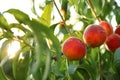 Fresh ripe peaches on tree Royalty Free Stock Photo