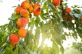 Fresh ripe peaches on tree Royalty Free Stock Photo