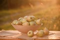 Fresh ripe pear in the basket on wooden table with natural orchard background on sunset. Vegetarian fruit composition. Harvesting Royalty Free Stock Photo