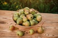 Fresh ripe pear in the basket on wooden table with natural orchard background on sunset. Vegetarian fruit composition. Harvesting Royalty Free Stock Photo