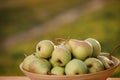 Fresh ripe pear in the basket on wooden table with natural orchard background on sunset. Vegetarian fruit composition. Harvesting Royalty Free Stock Photo